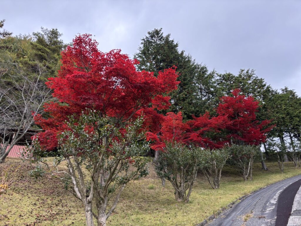 きれいな紅葉